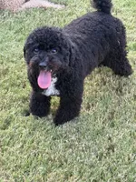 Cooper, a male Poodle - Toy  for sale in Jackson, TN – 4 of 8