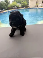 Charlotte, a female Poodle - Toy  for sale in Jackson, TN – 3 of 9