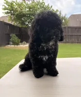 Charlotte, a female Poodle - Toy  for sale in Jackson, TN – 2 of 10