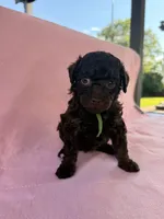 Channel, a female Poodle - Toy  for sale in Jackson, TN – 6 of 8