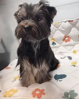 Loui, a male Yorkshire Terrier for sale in Jackson, TN – Photo 2 of 10