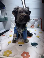 Loui, a male Yorkshire Terrier for sale in Jackson, TN – Photo 9 of 10