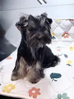 Loui, a male Yorkshire Terrier for sale in Jackson, TN – Photo 1 of 10