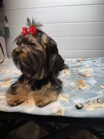 Loui, a male Yorkshire Terrier for sale in Jackson, TN – Photo 10 of 10