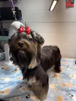 Loui, a male Yorkshire Terrier for sale in Jackson, TN – Photo 3 of 10