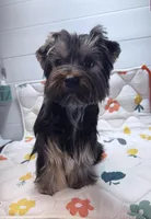Loui, a male Yorkshire Terrier for sale in Jackson, TN – Photo 4 of 10