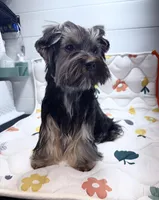 Loui, a male Yorkshire Terrier for sale in Jackson, TN – Photo 7 of 10