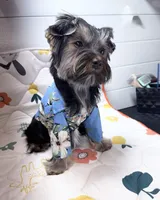 Loui, a male Yorkshire Terrier for sale in Jackson, TN – Photo 6 of 10