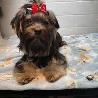 Loui, a male Yorkshire Terrier for sale in Jackson, TN – Photo 10 of 10