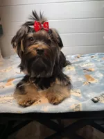 Loui, a male Yorkshire Terrier for sale in Jackson, TN – Photo 8 of 10