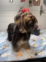 Loui, a male Yorkshire Terrier for sale in Jackson, TN – Photo 6 of 10
