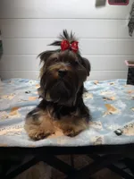 Loui, a male Yorkshire Terrier for sale in Jackson, TN – Photo 5 of 10