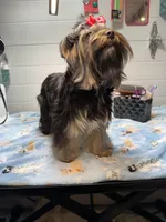 Loui, a male Yorkshire Terrier for sale in Jackson, TN – Photo 9 of 10