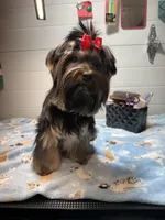 Loui, a male Yorkshire Terrier for sale in Jackson, TN – Photo 4 of 10