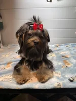 Loui, a male Yorkshire Terrier for sale in Jackson, TN – Photo 1 of 10