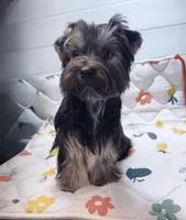 Loui, a male Yorkshire Terrier for sale in Jackson, TN – Photo 5 of 10