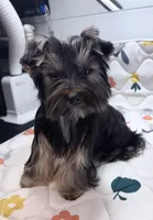 Loui, a male Yorkshire Terrier for sale in Jackson, TN – Photo 3 of 10