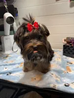 Loui, a male Yorkshire Terrier for sale in Jackson, TN – Photo 2 of 10