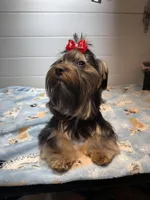 Loui, a male Yorkshire Terrier for sale in Jackson, TN – Photo 7 of 10