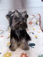 Loui, a male Yorkshire Terrier for sale in Jackson, TN – Photo 8 of 10