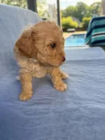Archie, a male Poodle - Toy  for sale in Jackson, TN – 9 of 9