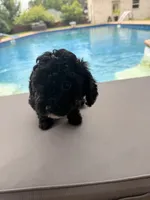 Charlotte, a female Poodle - Toy  for sale in Jackson, TN – 8 of 9