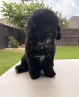 Charlotte, a female Poodle - Toy  for sale in Jackson, TN – 3 of 10