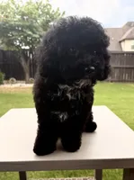 Charlotte, a female Poodle - Toy  for sale in Jackson, TN – 10 of 10