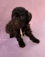  Cherry, a female Poodle - Toy  for sale in Jackson, TN – 3 of 5