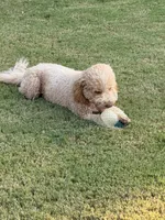 Peaches, a female Goldendoodle for sale in Jackson, TN – 3 of 9