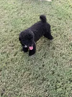 Cooper, a male Poodle - Toy  for sale in Jackson, TN – 6 of 8