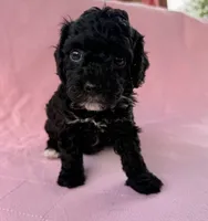 Charlotte, a female Poodle - Toy  for sale in Jackson, TN – 2 of 6