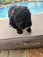 Charlotte, a female Poodle - Toy  for sale in Jackson, TN – 5 of 9