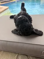 Charlotte, a female Poodle - Toy  for sale in Jackson, TN – 6 of 9