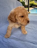 Archie, a male Poodle - Toy  for sale in Jackson, TN – 8 of 9