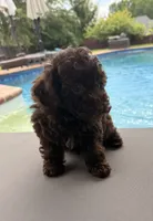  Cherry, a female Poodle - Toy  for sale in Jackson, TN – 8 of 8