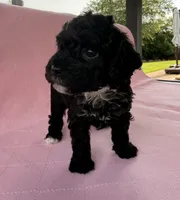  Cherry, a female Poodle - Toy  for sale in Jackson, TN – 2 of 5