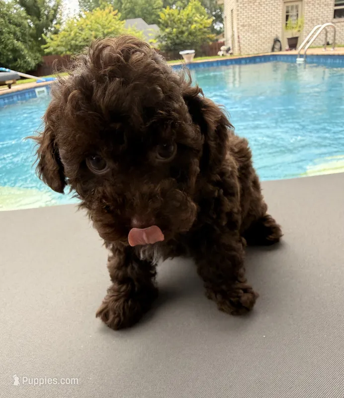  Cherry – Poodle - Toy  puppy for sale in Jackson, TN