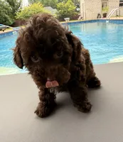  Cherry, a female Poodle - Toy  for sale in Jackson, TN – 4 of 8
