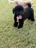 Cooper, a male Poodle - Toy  for sale in Jackson, TN – 5 of 8