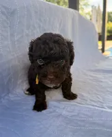 Charlie, a male Poodle - Toy  for sale in Jackson, TN – 6 of 8