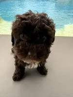 Charlie, a male Poodle - Toy  for sale in Jackson, TN – 3 of 8