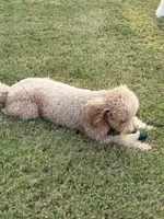 Peaches, a female Goldendoodle for sale in Jackson, TN – 2 of 9