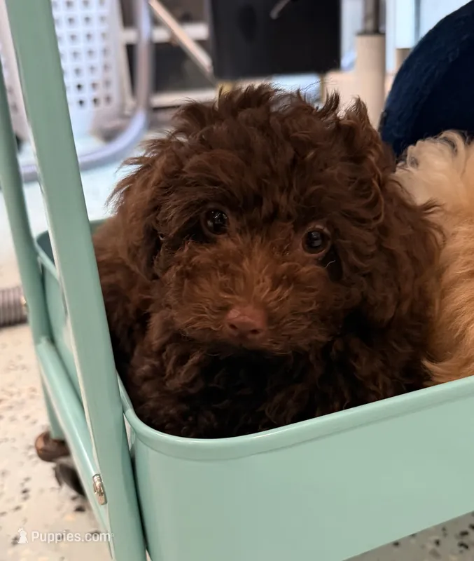  Cherry – Poodle - Toy  puppy for sale in Jackson, TN