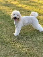 Ellie, a female Goldendoodle for sale in Jackson, TN – 4 of 4