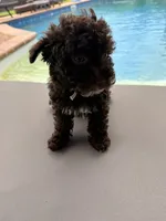 Chelsea, a female Poodle - Toy  for sale in Jackson, TN – 6 of 9