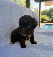 Charlie, a male Poodle - Toy  for sale in Jackson, TN – 8 of 8