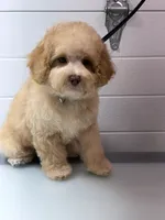 Archie, a male Poodle - Toy  for sale in Jackson, TN – 1 of 9