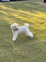 Ellie, a female Goldendoodle for sale in Jackson, TN – 3 of 4