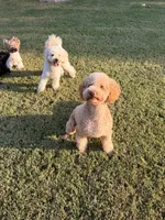 Peaches, a female Goldendoodle for sale in Jackson, TN – 8 of 9